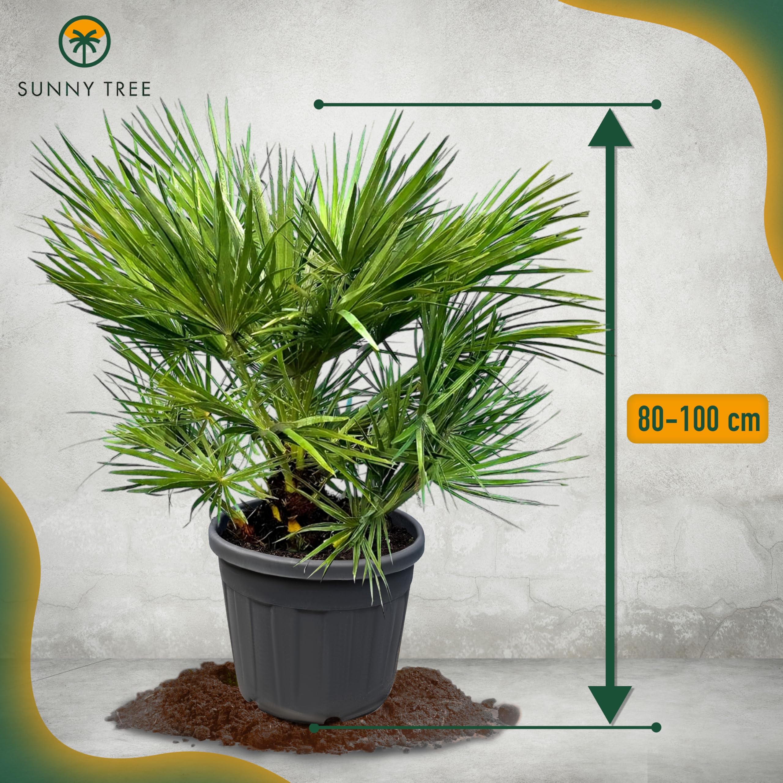 Chamaerops Humilis - Europische Zwergpalme - Immergrne winterharte Palme  - 80 cm hoch inklusive Topf : Amazon.de: Garten