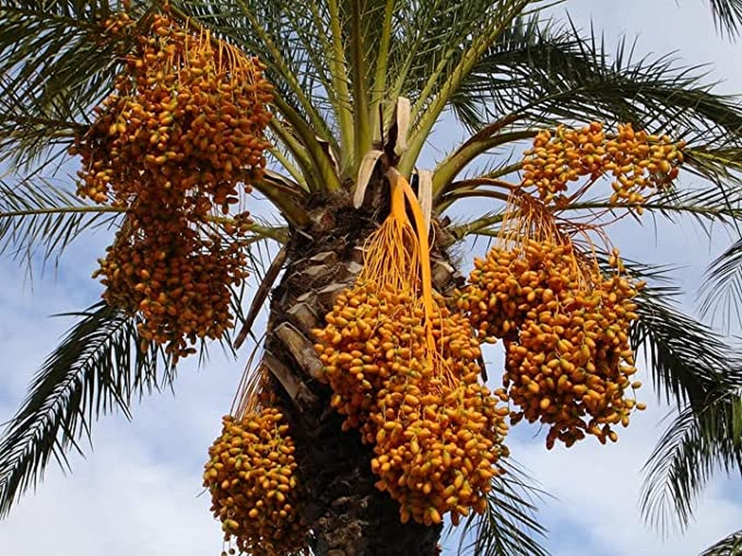 DATTE AJWA 300G|DATE FRESCHE PREMIUM ARABIA SAUDITA 100% Naturale Della Qualità Più Fine, Una Grande Varietà Di Sapori Deliziosi.