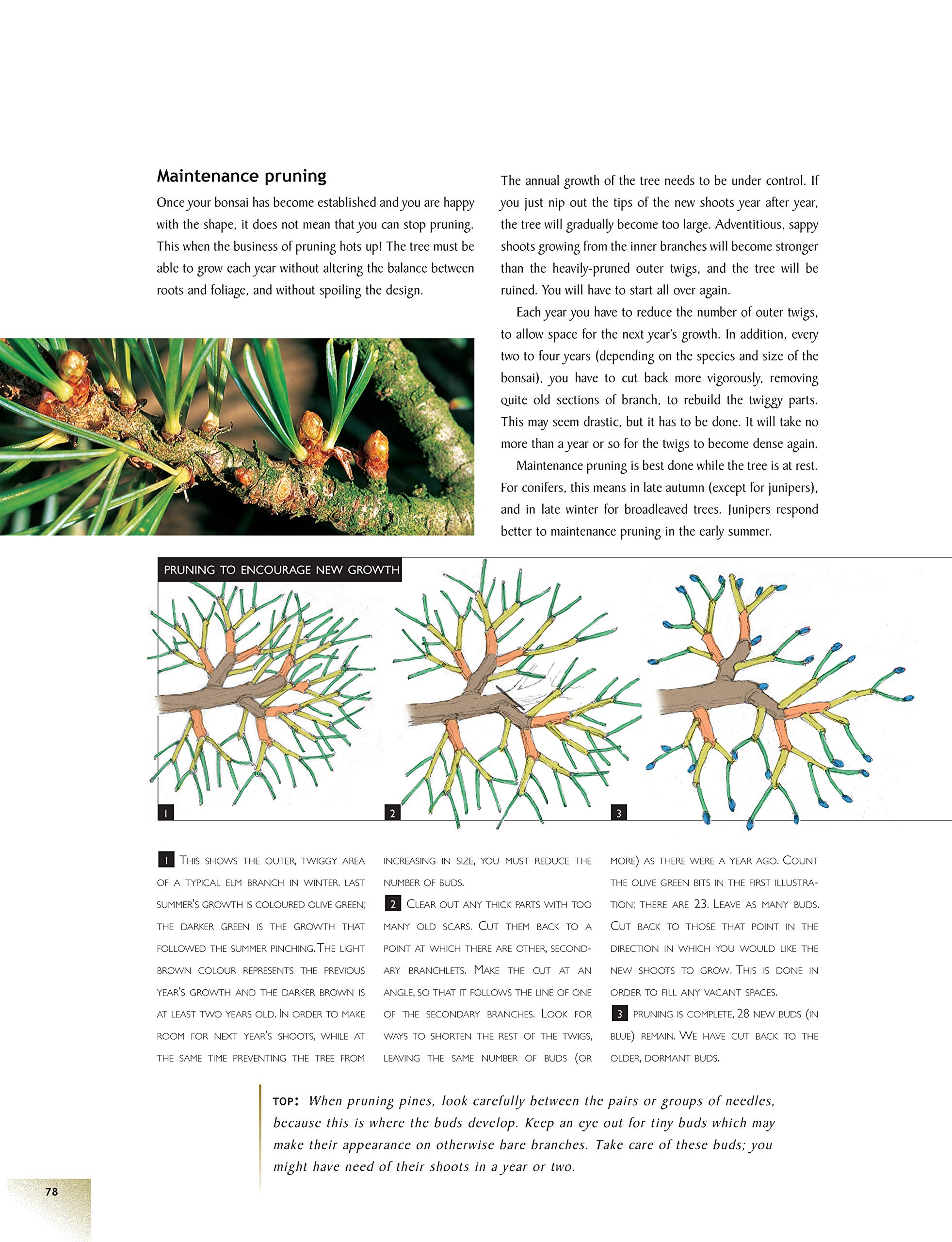 The Bonsai Handbook