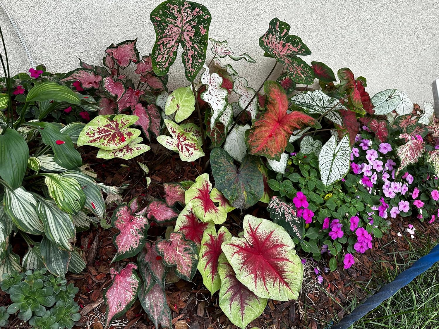 20 Caladium Bulb Mix – Indooor & Outdoor Plants - Easy to Grow
