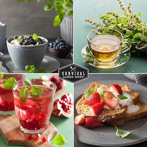 Miniatura 5 de Survival Garden Seeds - Semilla de bálsamo de limón para plantar - Paquete con instrucciones para plantar y cultivar la planta de bálsamo de limón