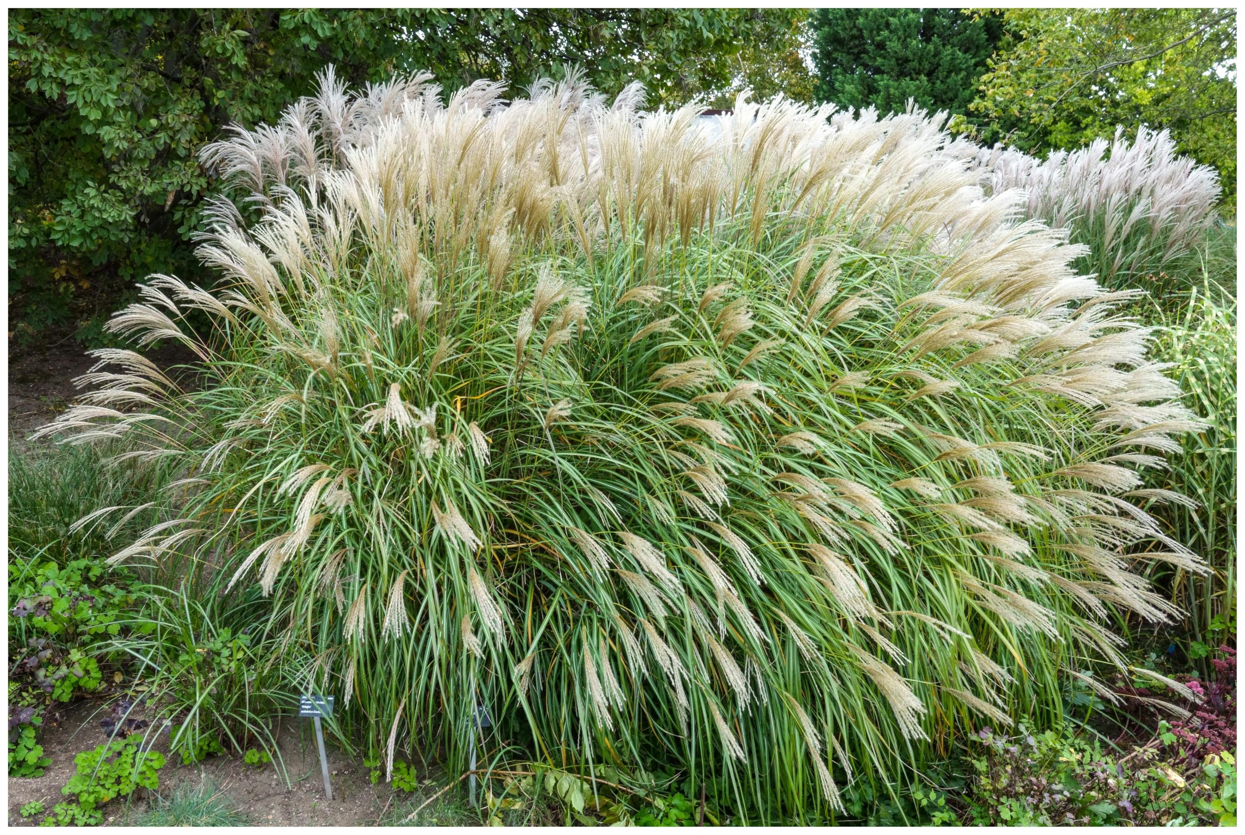 Stauden Gänge 10 x Miscanthus sinensis 'Adagio' Zwerg winterhart