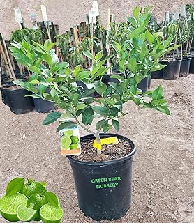 Green Seedless Key Lime Tree