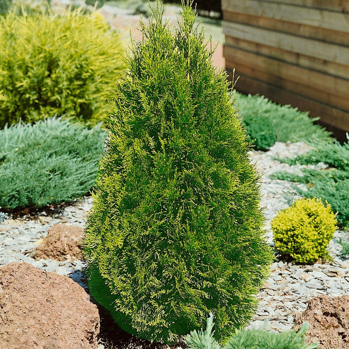 Dominik Blumen und Pflanzen, Western Tree of Life Thuja Occidentalis  Emerald 40 - 60 cm High, 2-3 Litre Pot, 2 Plants, Evergreen, Hardy, Plus 1  Pair of Gloves Free : Amazon.de: Garden