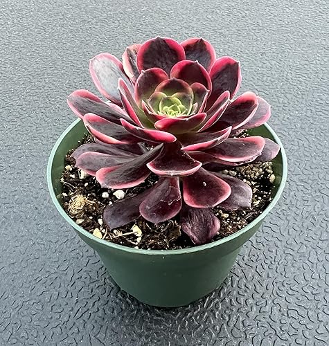 Miniatura 3 de Sprout N Green Aeonium 'Superbang', maceta viva rara suculenta en maceta de 4 pulgadas, planta de casa real para recuerdos de fiesta, hogar,