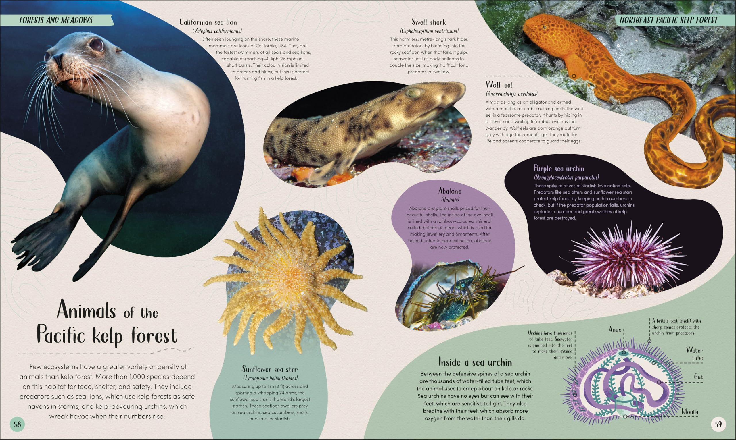 Ocean: Dive in and Discover the World Beneath the Waves (Earth's Incredible Habitats)