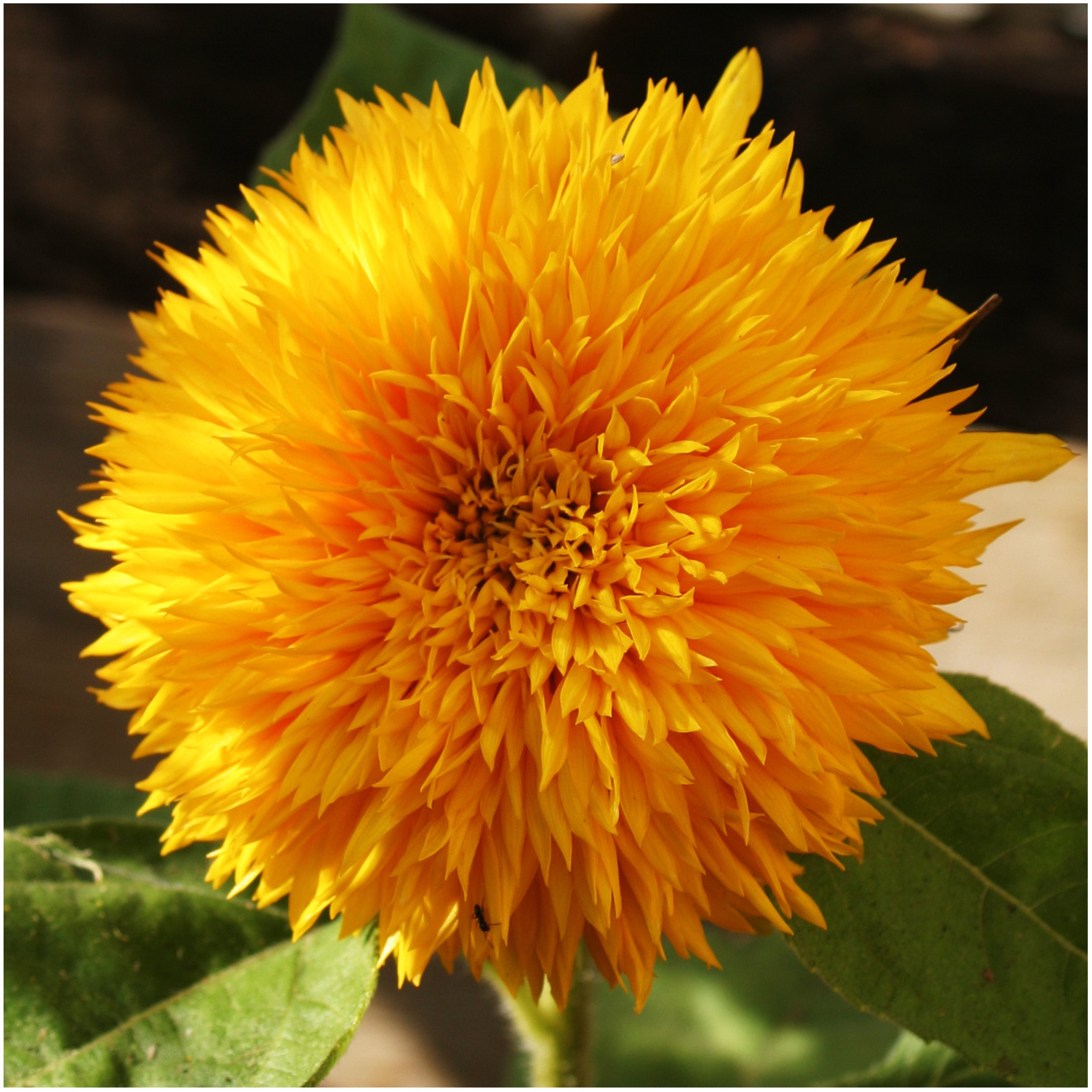 Amazon.com : Seed Needs Sunflower Seeds Variety Pack of 6 Flowers