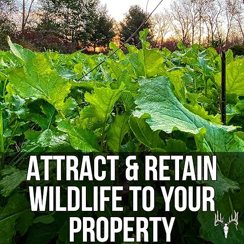 Miniatura 6 de Branson's Buffalo Blend, paquete ecológico de 12 libras, semillas de parcela de alimentos de cola blanca para ciervos, pavos, faisanes, palomas,