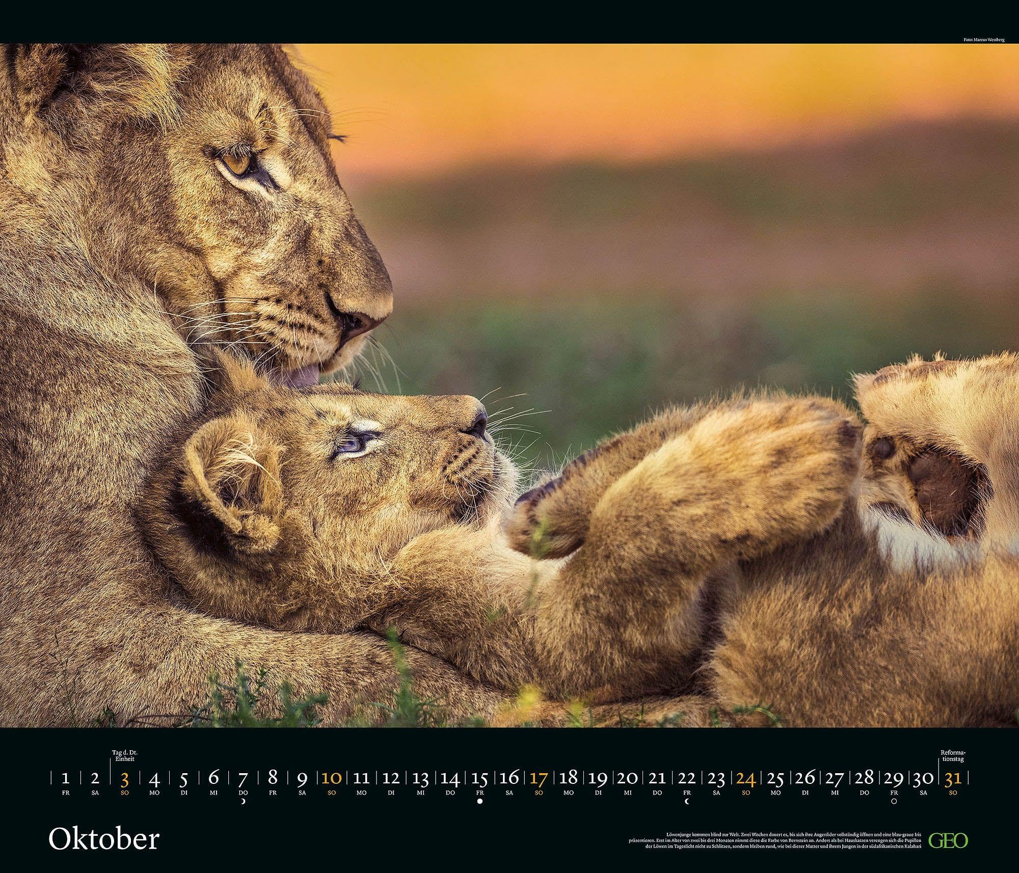 GEO Edition Tierwelten 2027 Wandkalender 70x60 cm mit 12 Tierfotografien, deutschem Kalendarium, Spiralbindung