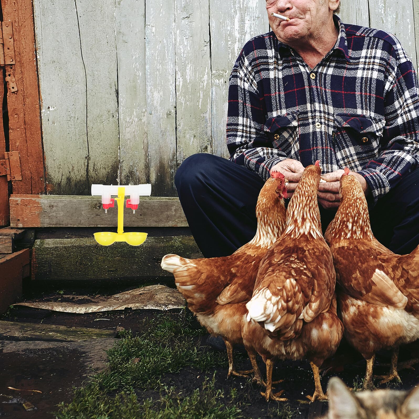 Abbeveratoio Galline Automatico 10 Pezzi, Acciaio Inox e Pp | Capezzolo 360°, Rimovibili, Facile Pulizia, per Quaglie e Polli, Dispenser ad Acqua