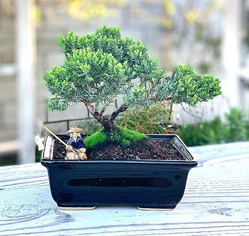 Miniatura 5 de Árbol bonsái de enebro enano vivo de aproximadamente 6 años con lindo pescador de cerámica Árbol bonsái de enebro Para interiores/exteriores