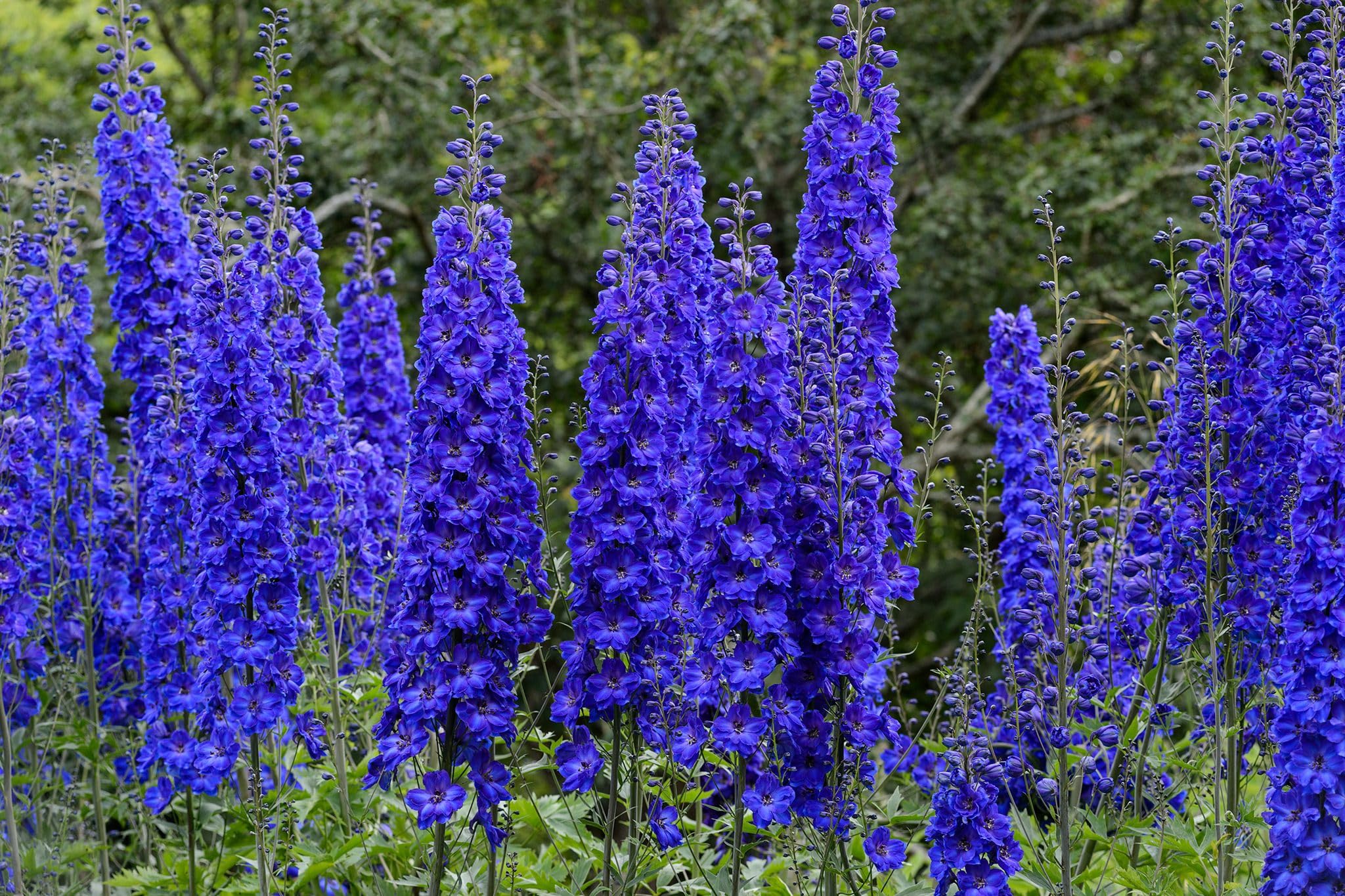 Blue Delphinium Larkspur Flower Seeds For Home Garden - 35+ Seeds - Grow Year Round - All India (B0C8VKNH6H) Amazon Price History, Amazon Price Tracker