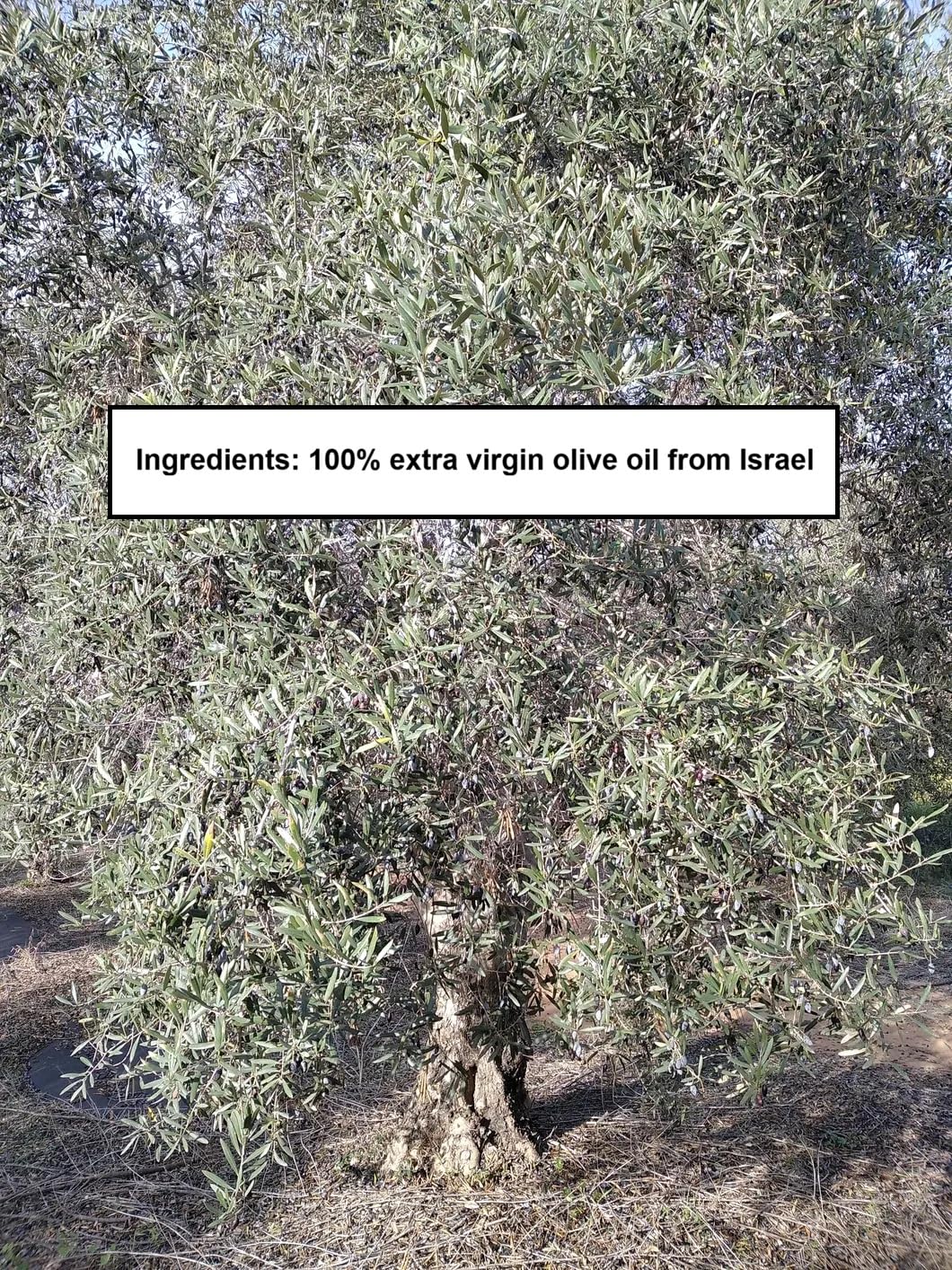 HOLIVE Olive Oil from Israel | Extra Virgin | First Cold Press & Early Harvest | Polyphenol Rich | Premium Low Acidity | Unprocessed EVOO from the Holy Land | Hand Harvest | Kosher 30.4 Fl Oz