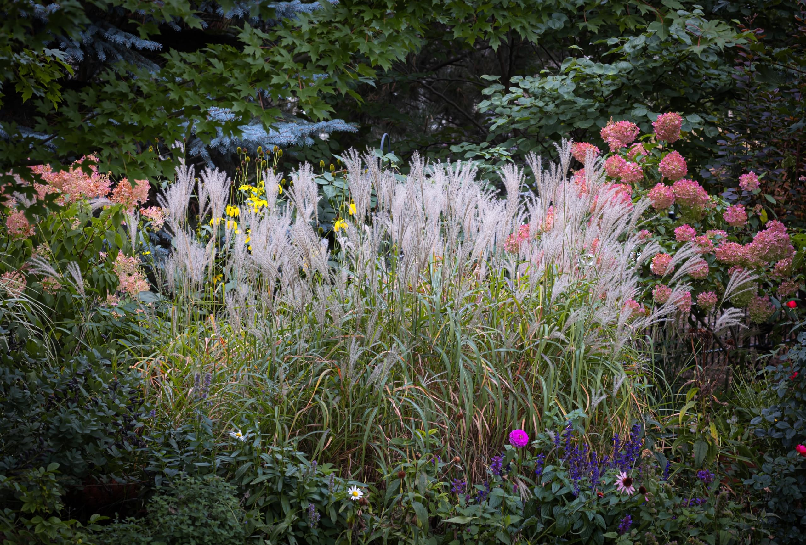 Stauden Gänge 10 x Miscanthus sinensis 'Purpurascens' Chinaschilf