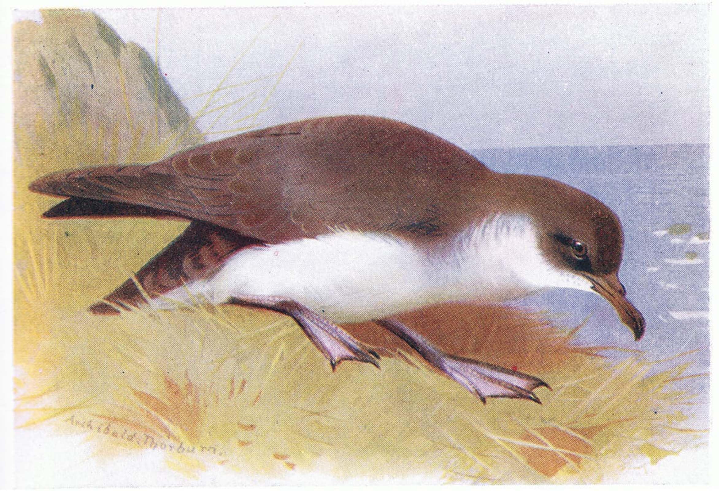 SERENDIPITP Aesthetic Poster Photo Wall Print Retro Picture Manx Shearwater by Archibald Thorburn Modern Wall Artwork for Home Decor 60x90cm