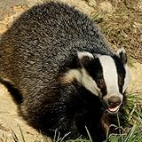 Honey Badger Wallpaper -- HD Wallpapers of Honey Badgers!