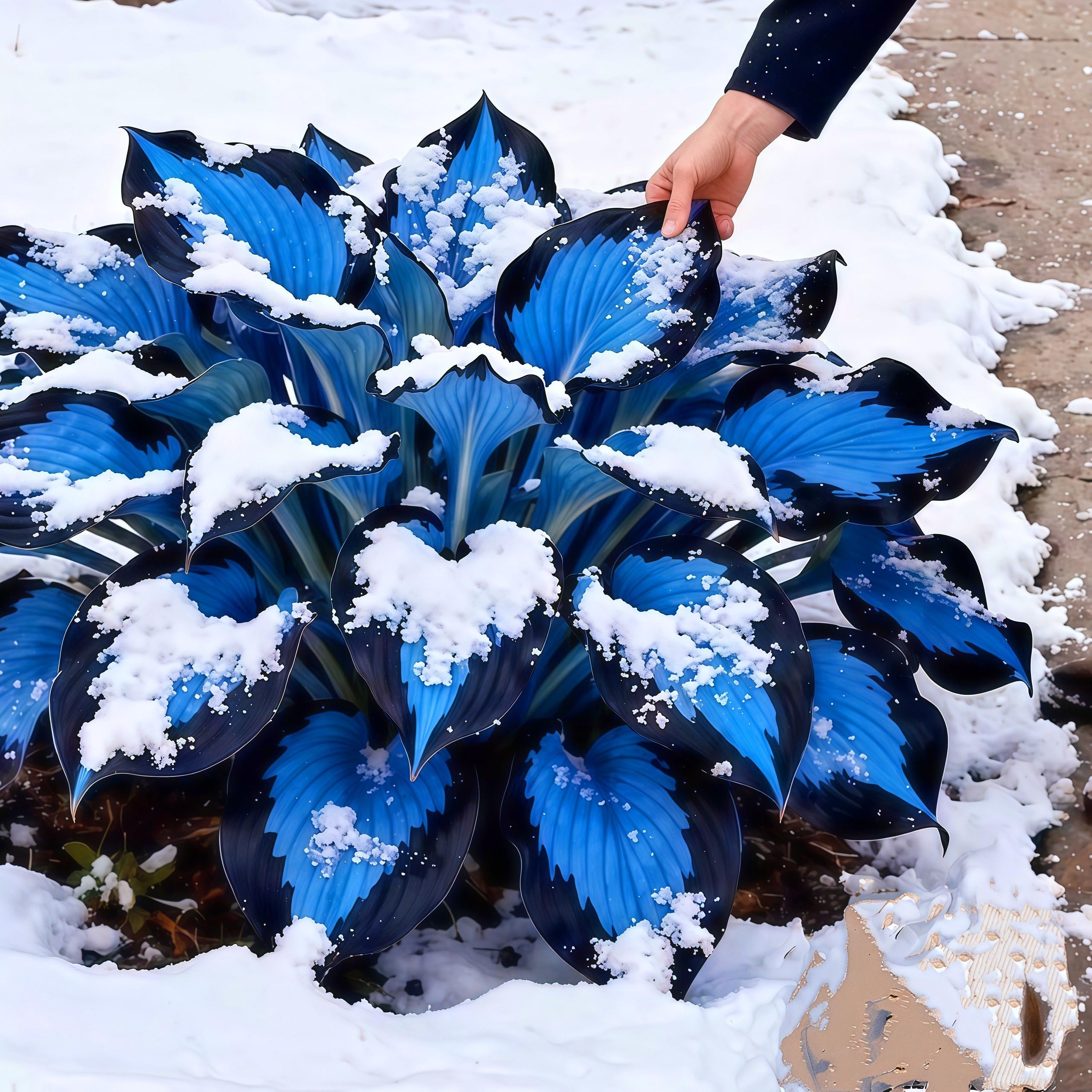 Perennial/Midnight Blue Heart Hosta Bulbs,Suitable for Shade Planting,Low Maintenance,Excellent Display-4bulbs-C