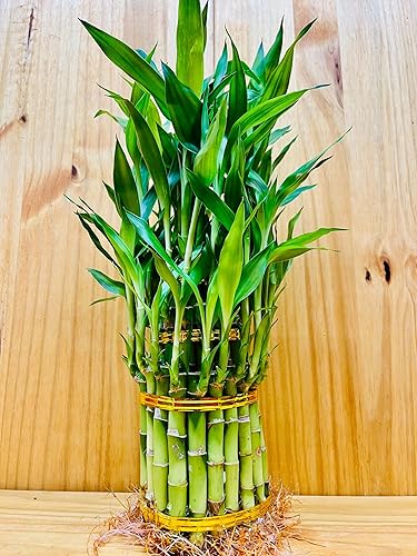 Miniatura 2 de Arreglo de 3 niveles Lucky Bamboo Tower