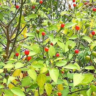 Wayland Chiles Chiltepin Chile, 20 Seeds