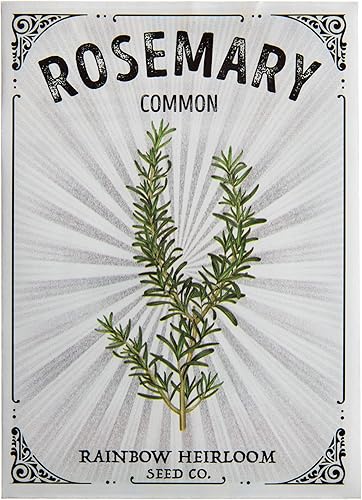 Miniatura 2 de Semillas de romero para plantar  Variedad común (paquete de 400 mg - aproximadamente 200 semillas)  Semillas sin OMG y reliquia  Paquete de semillas