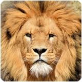 ライオンの鳴き声