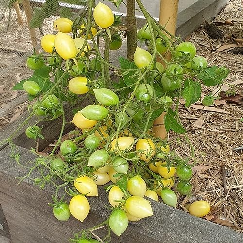 Miniatura 4 de CHUXAY GARDEN Barry's Crazy Cherry Tomate Seed 20 Semillas Heirloom Planta de Tomate Deliciosa Vegetal dulce y jugosa que crece en solo semanas