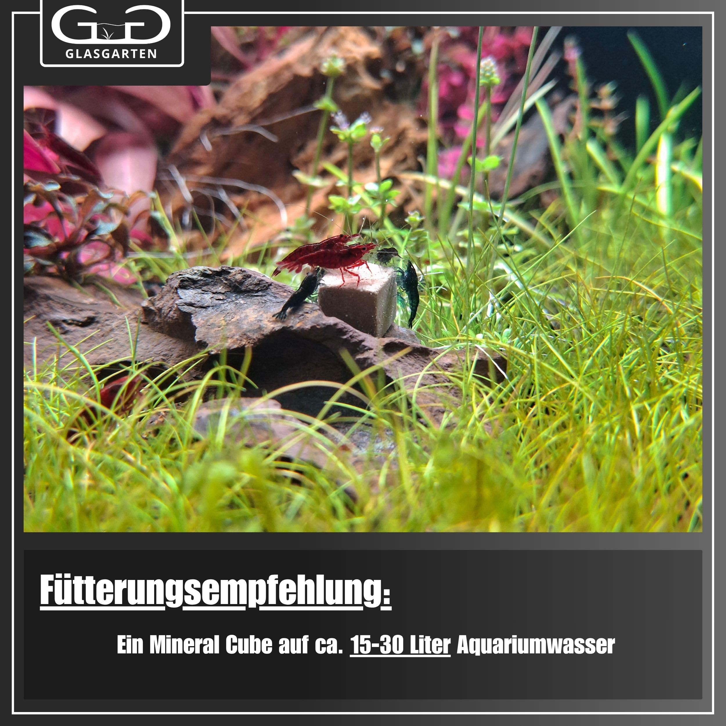GlasGarten Mineral Woody Cubes | 16 pezzi – Mangime complementare/minerale per gamberetti decorativi, lumache e gamberi con minerali e fibre di legno