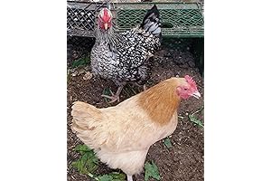 Chicken Hatching Eggs: A Beginner's Guide to Raising Your Own Backyard Flock