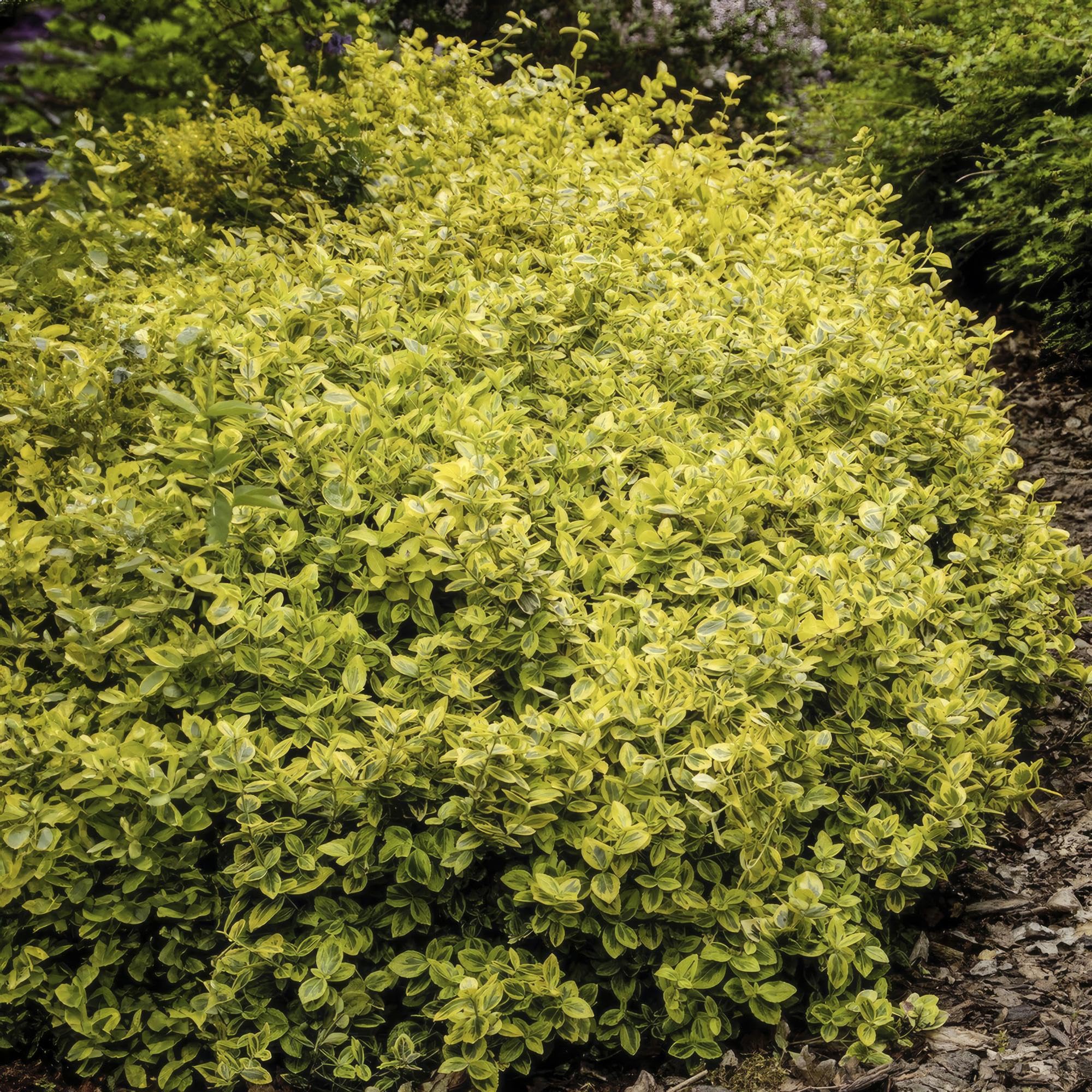 Euonymus Fortunei con Foglie Variegate, Siepi, Giallo Verde, Set 24 Pz