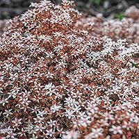Vista 2 de Outsidepride 1000 semillas perennes Sedum Stoloniferum Stonecrop - Semillas de cubierta de tierra suculentas para plantar