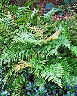 Perennial Farm Marketplace Dryopteris erythrosora 'Brilliance' (Autumn) ...