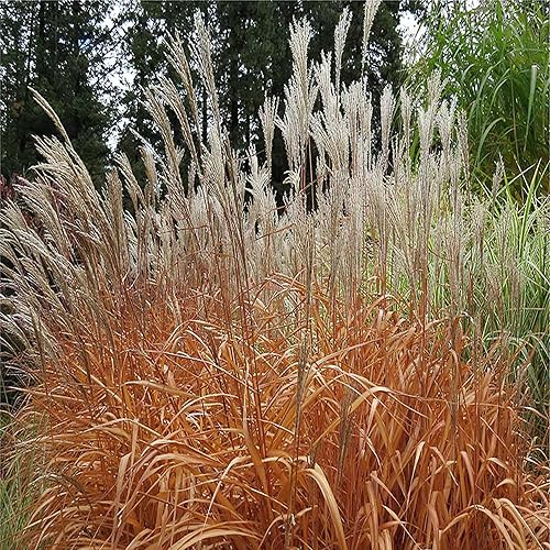 Miniatura 4 de Más de 30 semillas de césped ornamental de Miscanthus Flame Grass (hierba de llama de Miscanth), resistentes, perennes, versátiles, sin OMG,