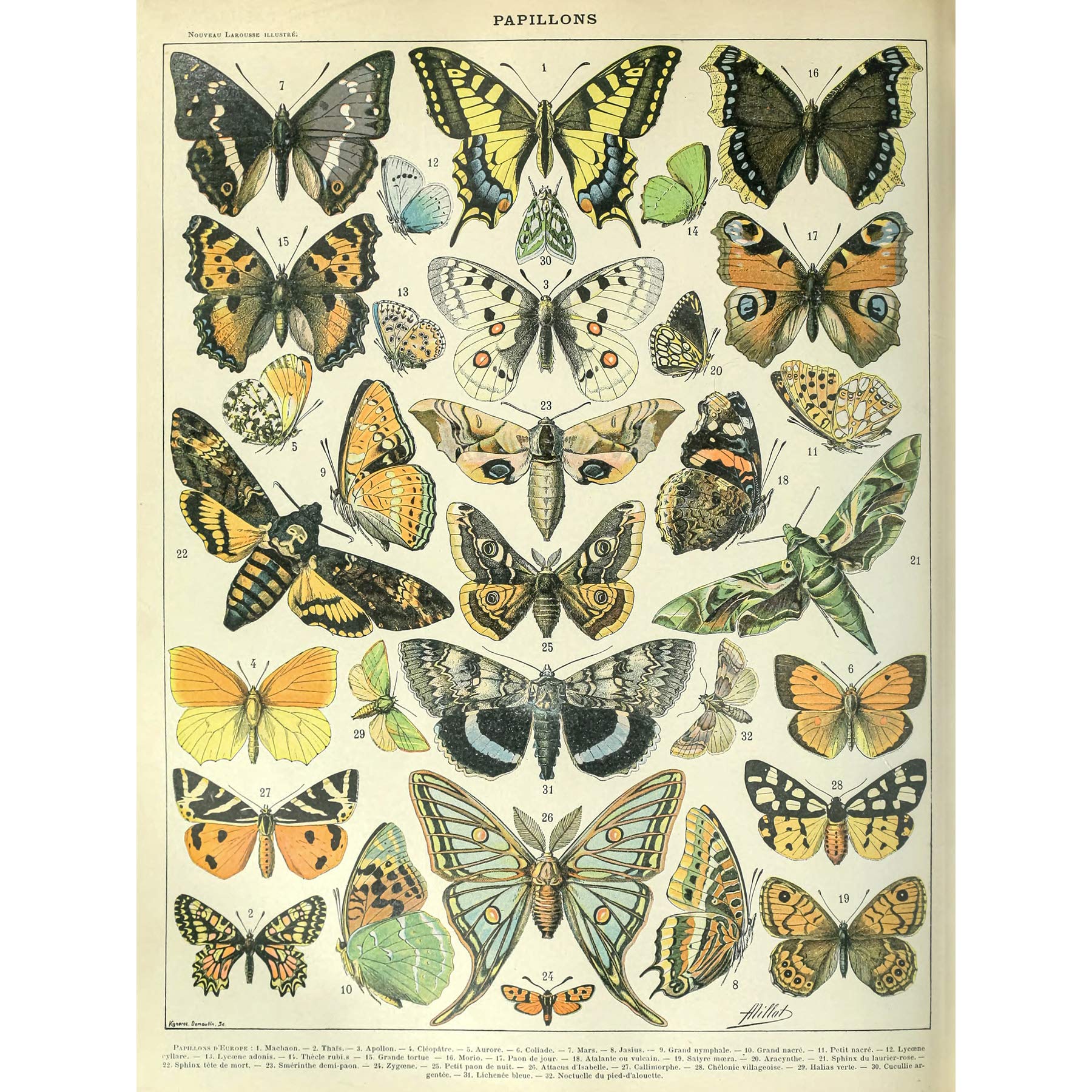 Artery8 Millot Encyclopedia Page Butterflies Moths Premium Wall Art Canvas Print 18X24 Inch