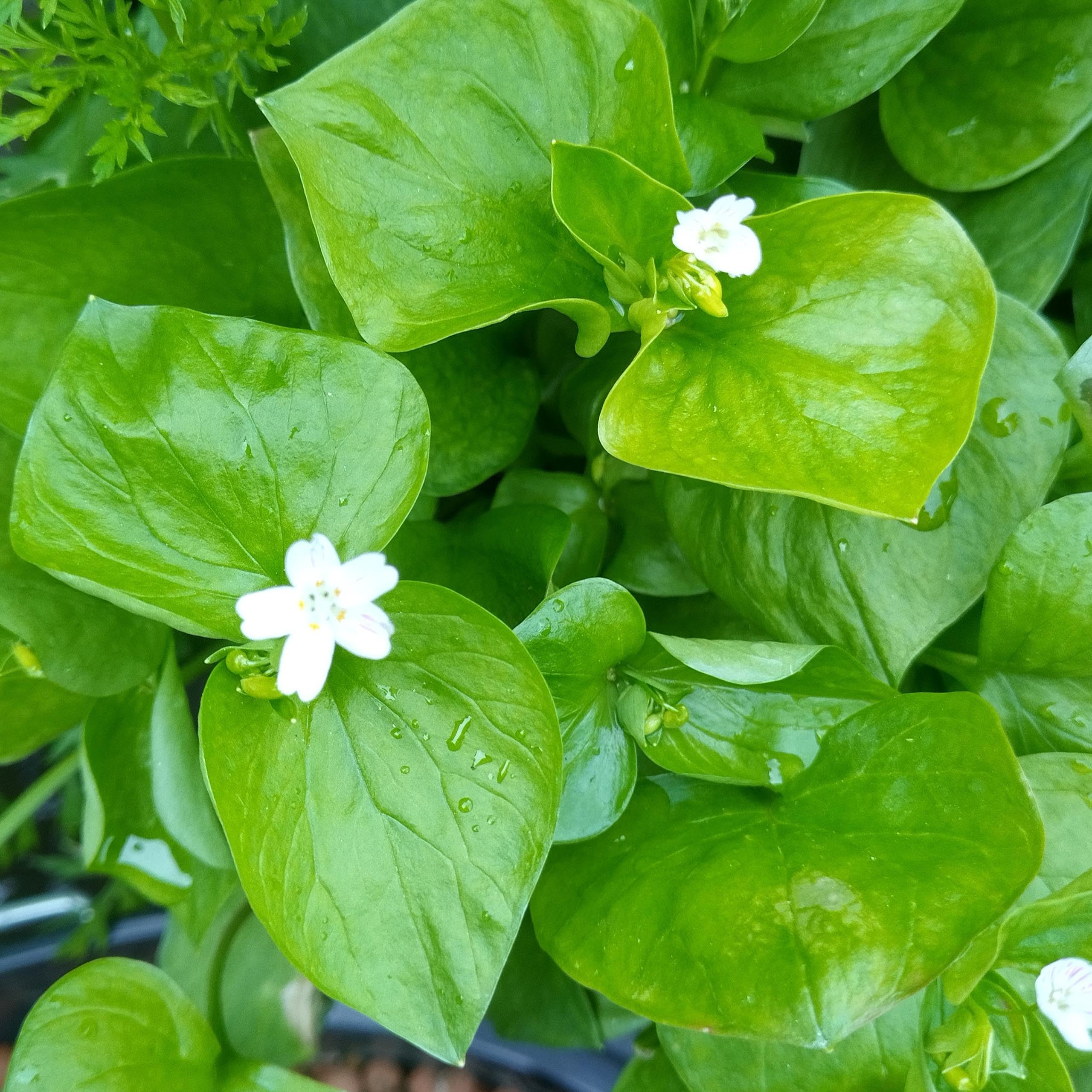 Sibirisches Tellerkraut (Montia sibirica) ca. 70 Samen mehrjhriger  Wildsalat : Amazon.de: Garten
