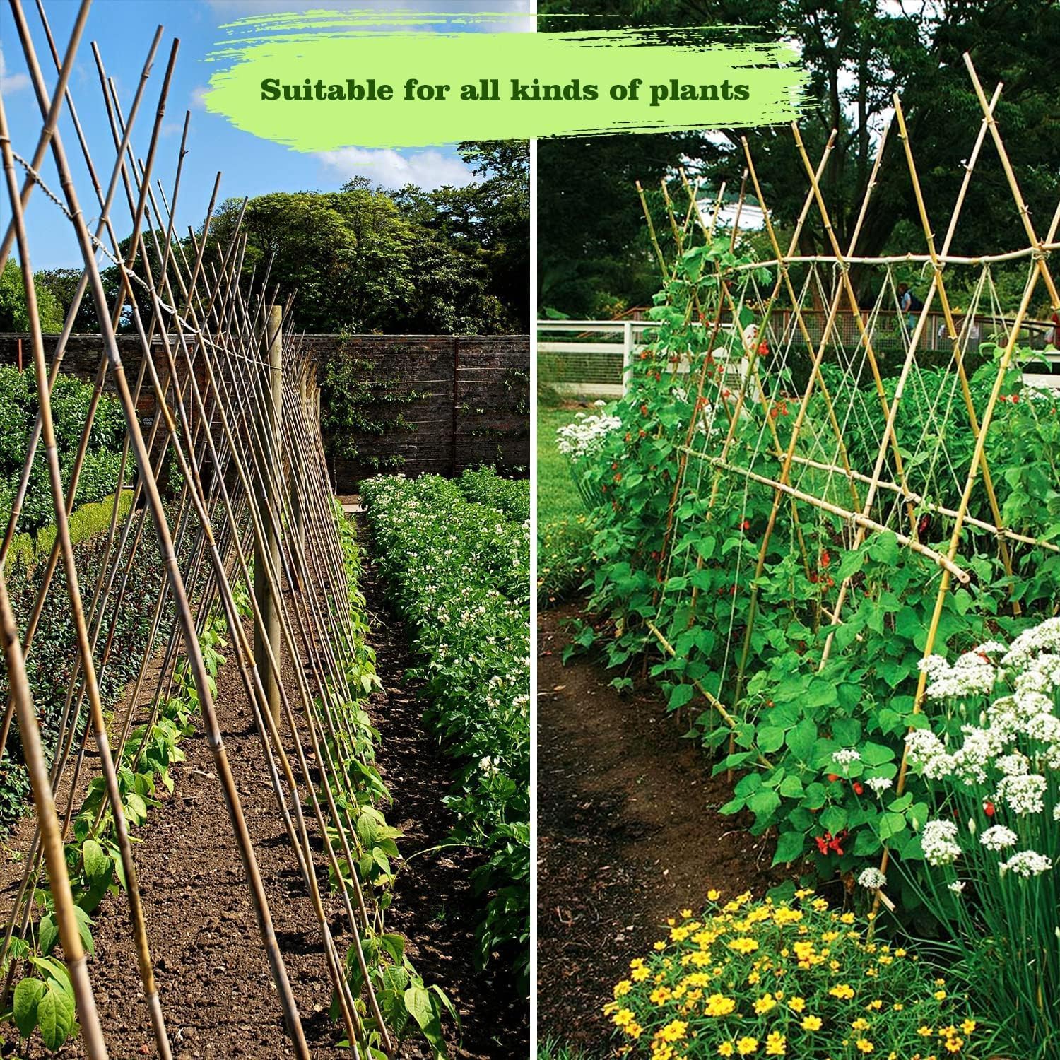Jollybower Bambuspfähle, 2,2 cm Durchmesser, 91 cm, 50 Stück, dickere, robuste Pflanzenstecker, natürliche Gartenstecker für Bohnen, Tomaten, Bohnen, Blumen, Bäume, Töpfe und Kletterpflanzen