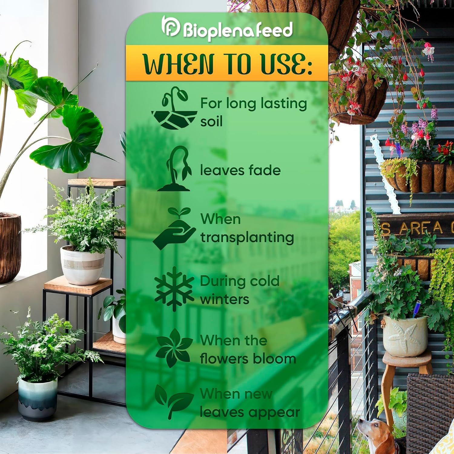 All-Purpose Liquid Plant Food Fertilizer (12-Pack) | Indoor House Plants & Outdoor Flowers | Bloom Booster Nutrient Solution for Vibrant Growth & Strong Roots | Made in The USA