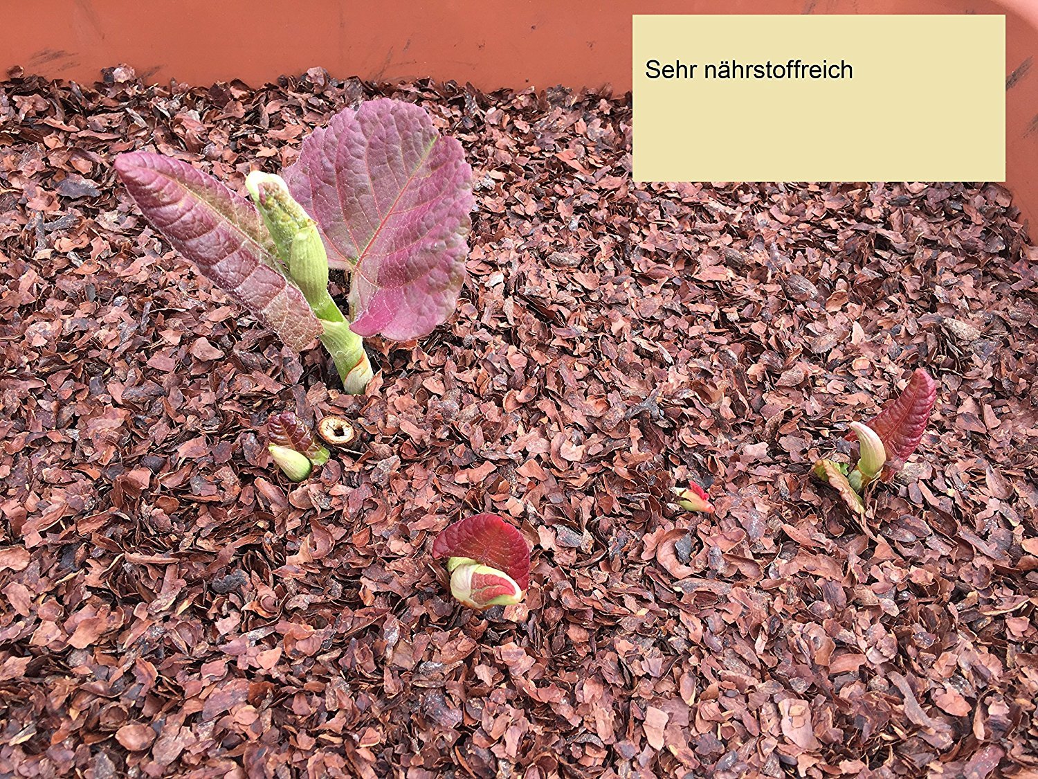 Edelmond Bio Kakaoschalen Mulch ✓ Für Haus und Garten ✓ Ohne Pestizide auch für Innenräume geeignet ✓ Dekoration und Bio Alternative zu Rindenmulch ✓ Lose fallend, Keine Pressware (20 kg)
