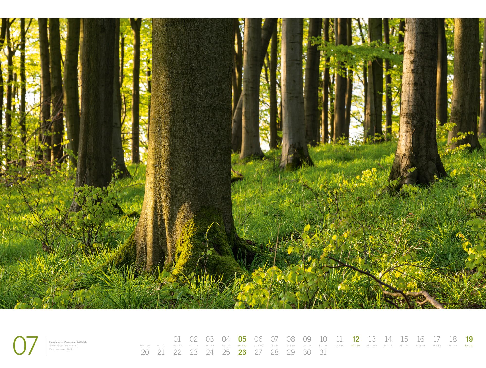 Wald Gallery Kalender 2026 | Geschmackvoller Natur-Kalender im großen Querformat (66x50 cm) | Wälder und Bäume im Großformat