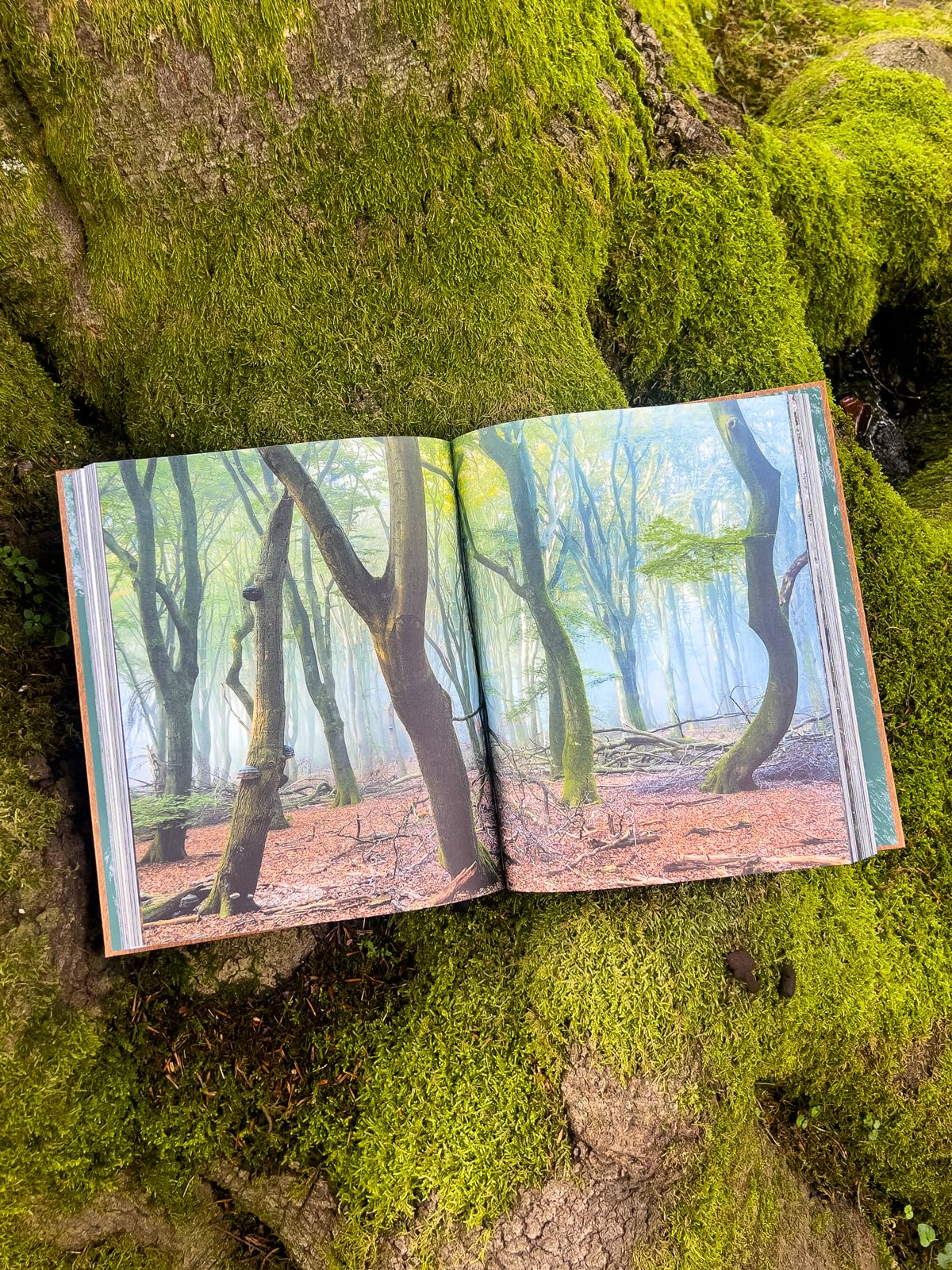 THE WOODS: Einzigartiger Kosmos - Ewiger Kreislauf: wunderschöner Bildband mit Holzcover, Waldwissen und Inspiration - ein ganz besonderes Geschenk