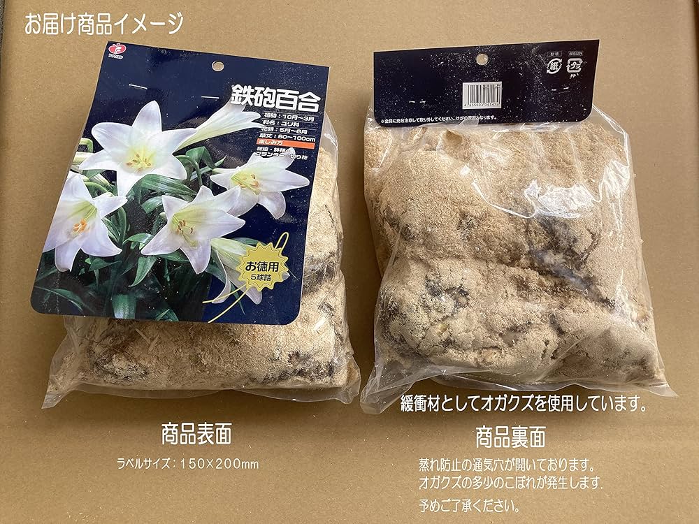 ユリの種子　標本 重井薬用植物園 | おかやまの植物事典