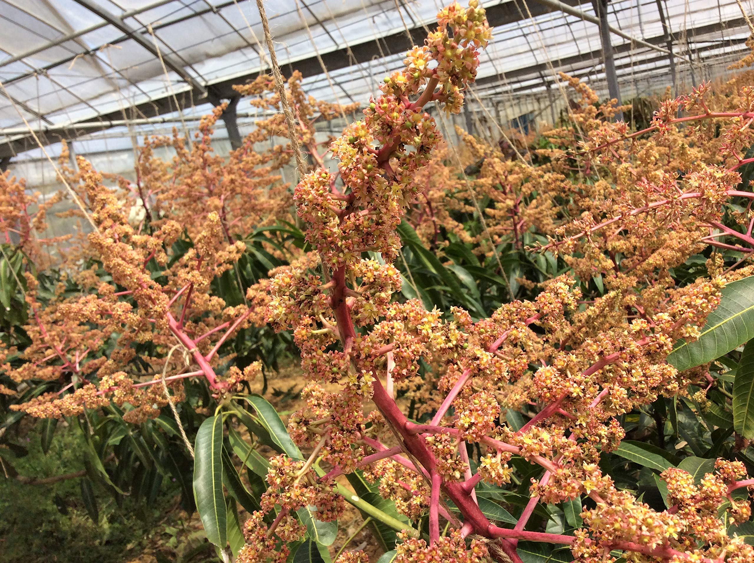 Amazon.co.jp: 完熟ミニマンゴー 2キロ ※宮古島産 本島産 : 食品・飲料