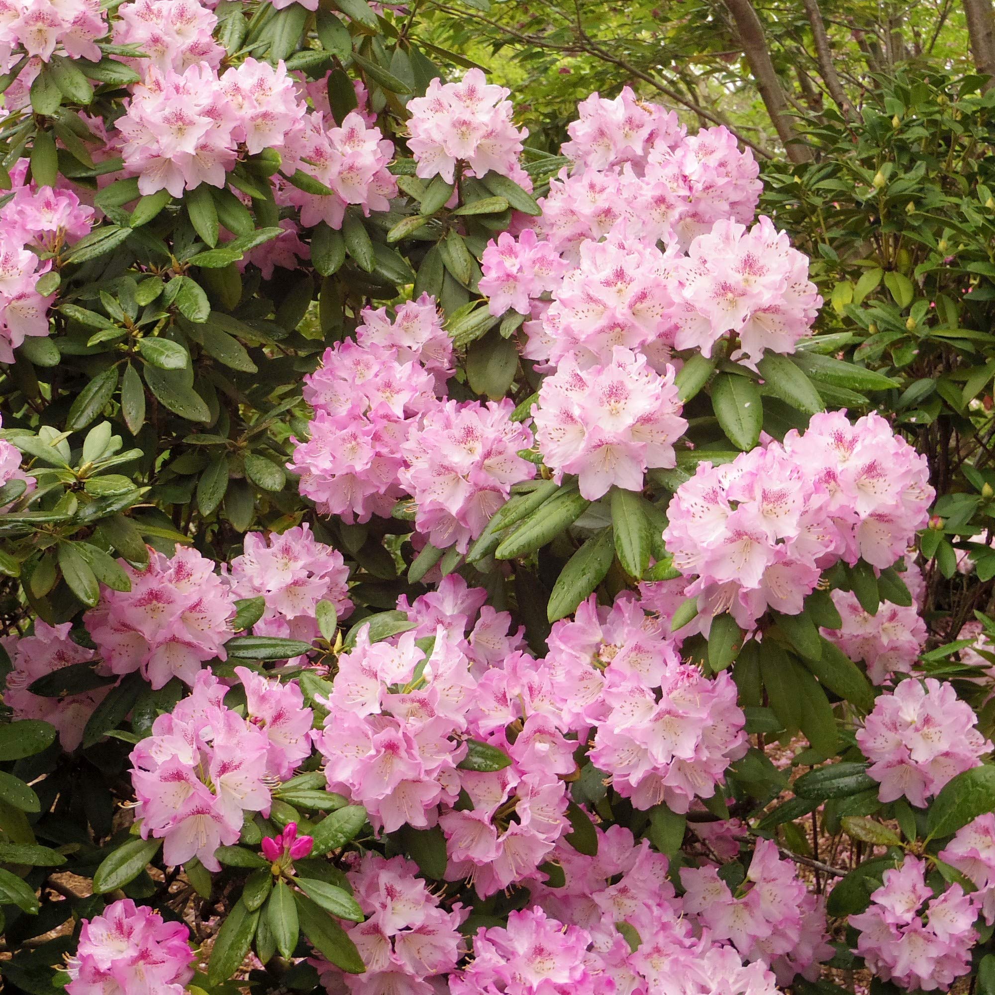 Amazon.co.jp: Akatsuka Botanical Garden Co., Ltd. 1 Super Rody