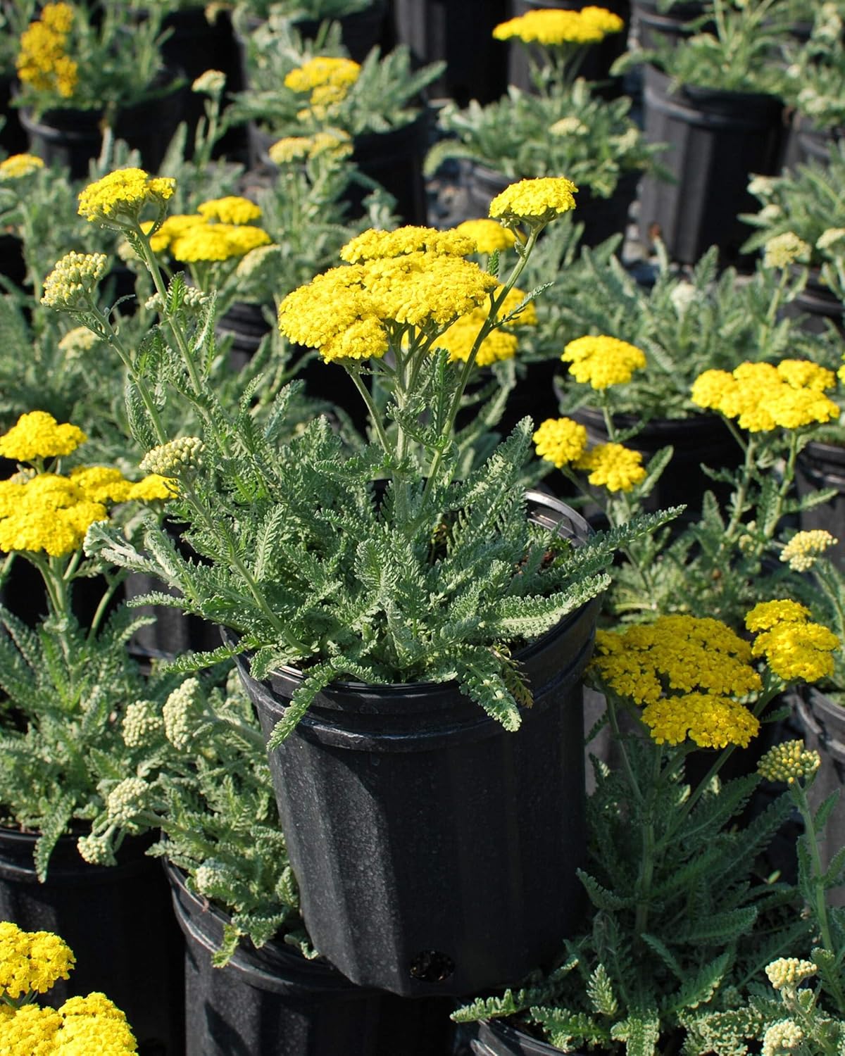 Perennial Farm Marketplace Achillea x 'Little Moonshine' (Yarrow) Perennial, Size-#1 Container, Lemon Yellow Flowers