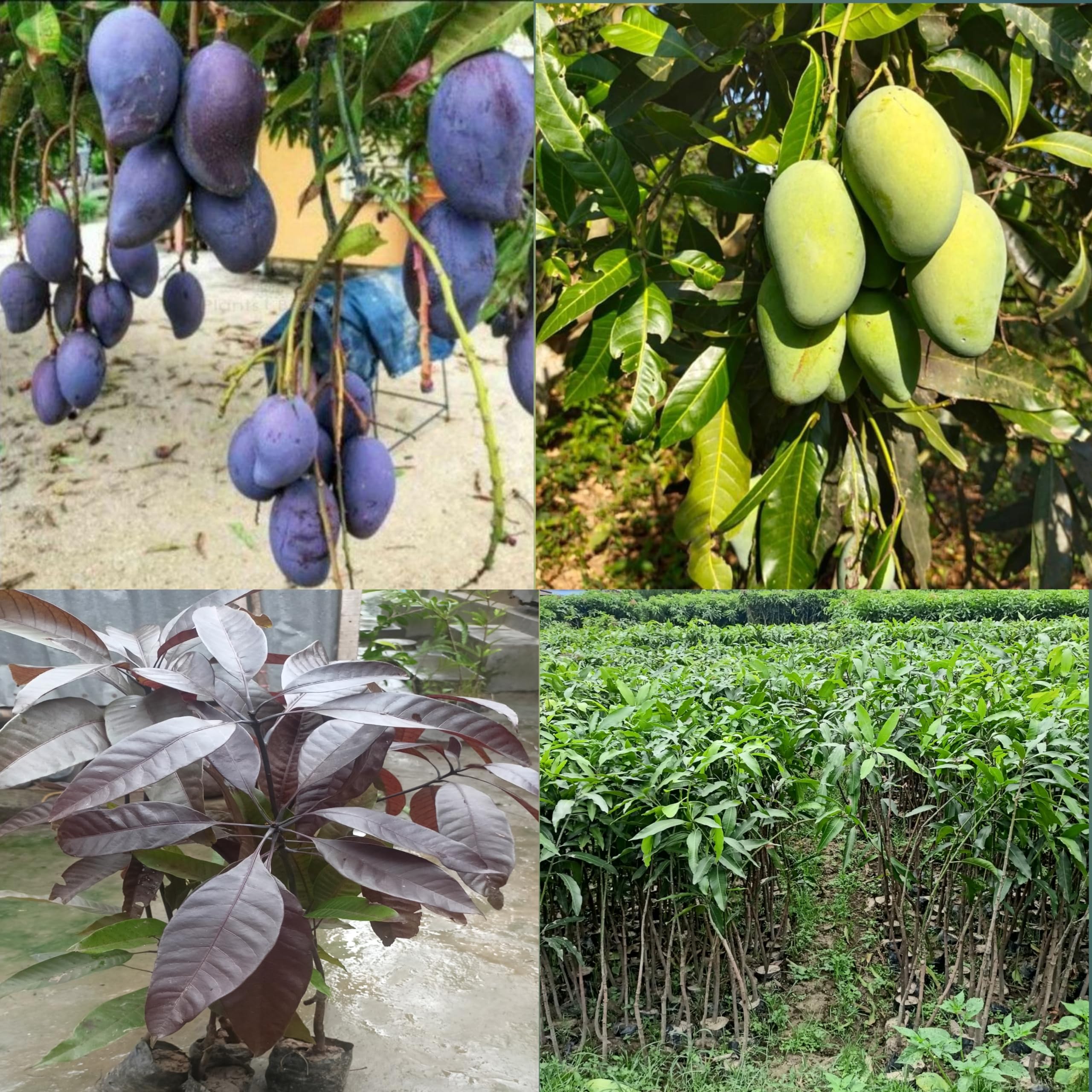 Eroanvia Combo 2 "Black Stone Mango Plant + Amrapali Mango Tree Height 2-3 Feet Live Grafted Hybrid Variety Black Mango King Of Fruits Live Plant For Home Garden (B0CH8MRM9W) Amazon Price History, Amazon Price Tracker