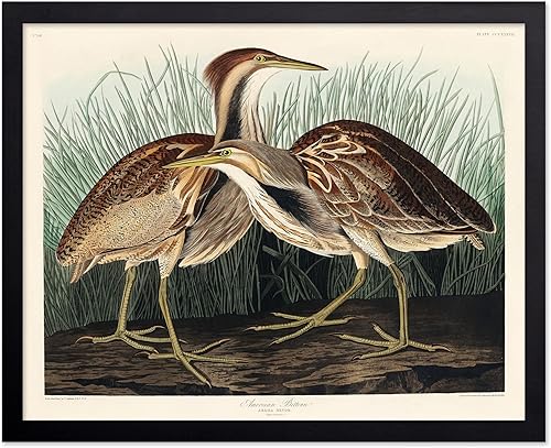 Miniatura 62 de Poster Master Póster vintage de colibríes, impresión de formas de arte retro en la naturaleza, arte de pájaros, regalo para él, ella y amante de los