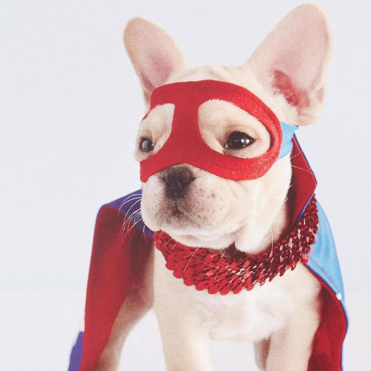 Hallmark Blank Cards Assortment, Dog and Cat Photos (36 Assorted Note Cards with Envelopes) - Image 4