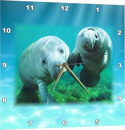 3dRose 2 manatíes mirándote - Reloj de pared, 15 por 15 pulgadas (DPP_39647_3)