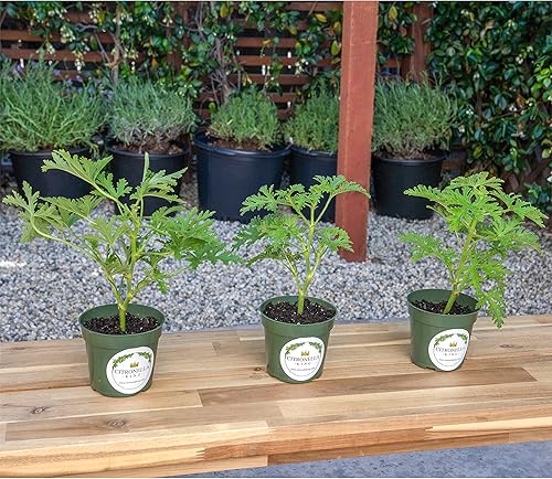 Miniatura 3 de 3 plantas de citronela, plantas de mosquitos, macetas de vivero de 4 pulgadas, planta viva