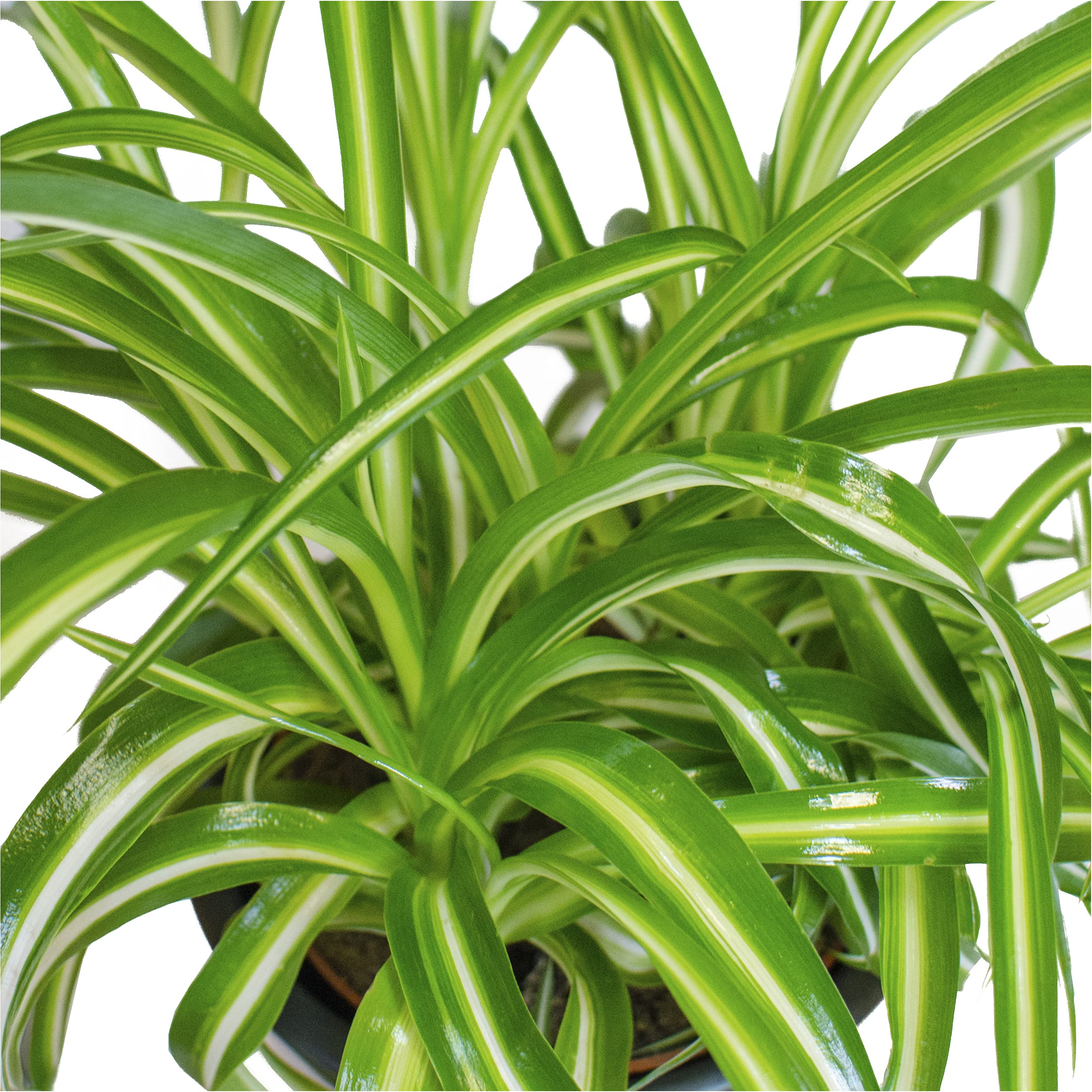 giant monstera Monstera White Monster 6” main image 0