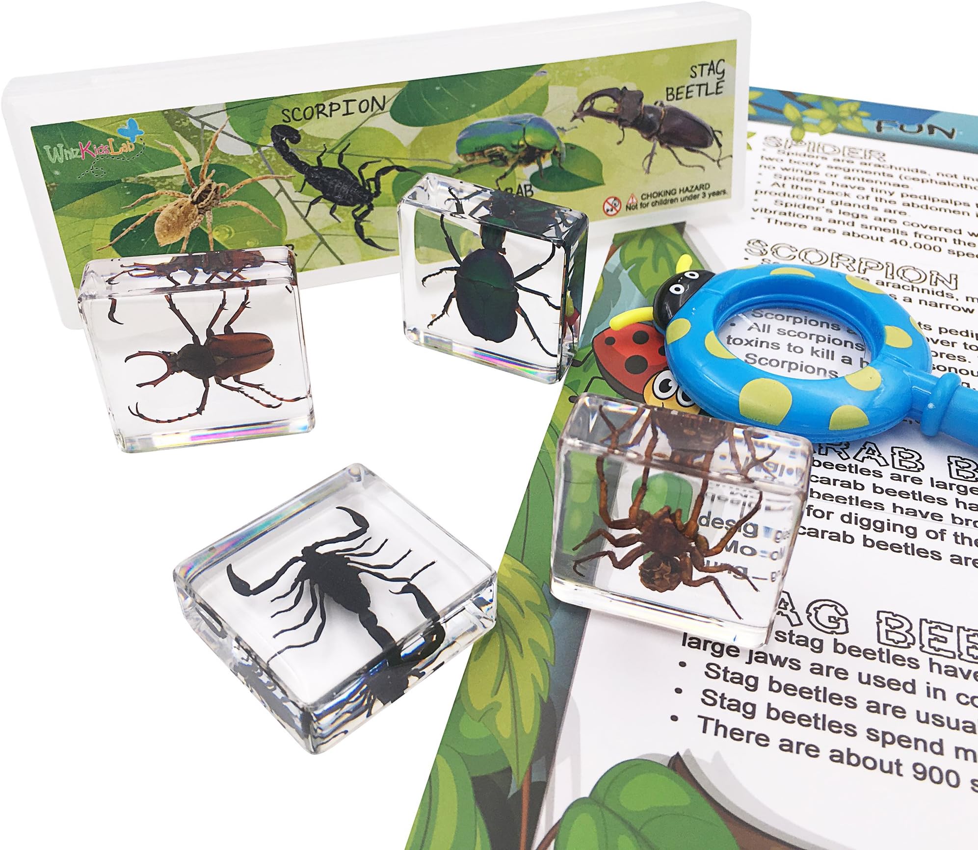 4 Real Bugs Insect Arachnid Resin Specimen STEM Set Magnifier Fun Fact Sheet Poster